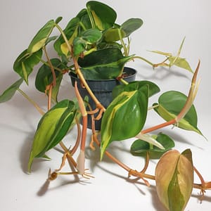Philodendron scandens Brasil