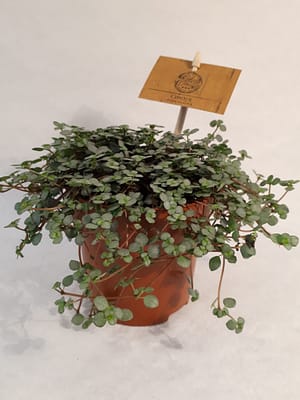 Pilea glauca 'Greyzi' / Silver Sparkle Pilea