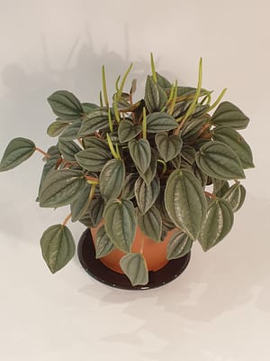 Peperomia 'Milano'