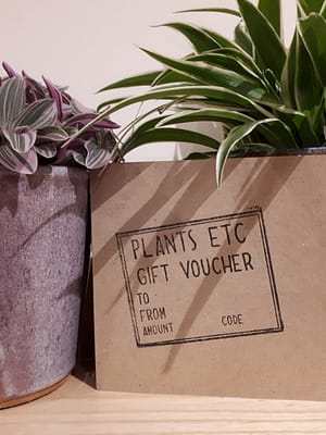 How to give plants as gifts