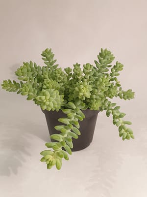 Sedum morganianum / Burros Tail