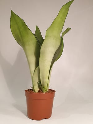 Sansevieria 'Moonshine' / Snake Plant