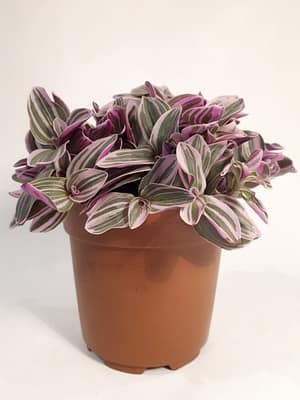 Tradescantia 'Sweetness'