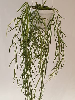Hoya linearis