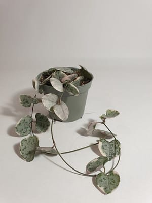 Ceropegia woodii variegata / Variegated String of Hearts