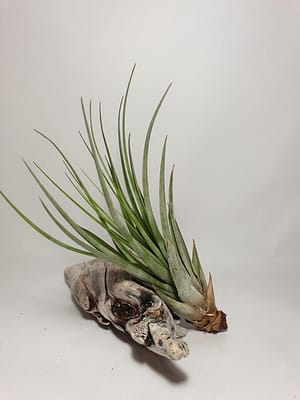 Tillandsia fasciculata / Air Plant