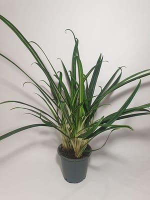 Aglaonema 'Slim Jim' / Chinese Evergreen