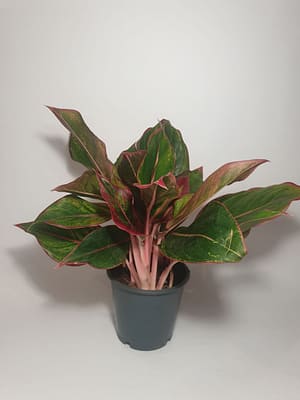 Aglaonema 'Crete' / Chinese Evergreen