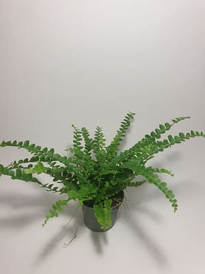 Nephrolepsis cordifolia 'Duffii' / Lemon Button Fern