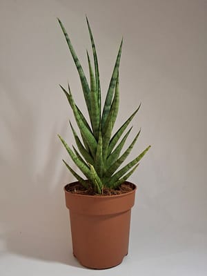 Sansevieria cylindrica 'Torch' / Snake Plant