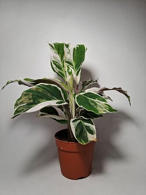 Calathea Fusion White