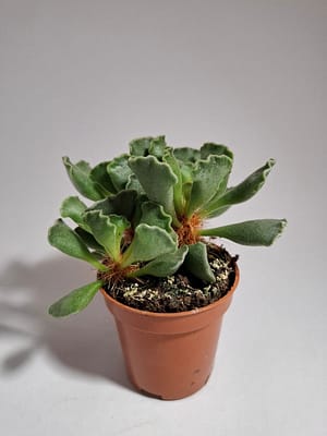 Adromischus Cristatus / Crinkly Plover Egg Plant