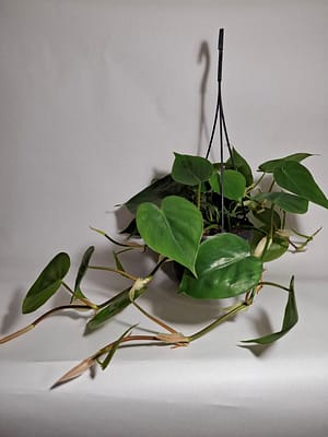 Philodendron scandens / Sweetheart Plant