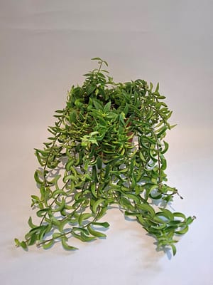 Aeschynanthus  / Lipstick Plant