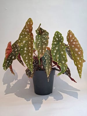 Begonia maculata / Angel Wing Begonia