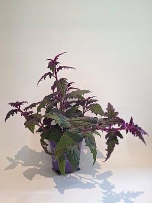 Gynura aurantiaca / Purple Passion Plant