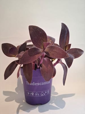 Tradescantia pallida Purple Heart / Spiderwort