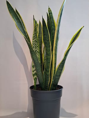 Sansevieria laurentii / Snake Plant