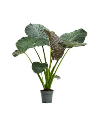 Alocasia 'Regal Shield'