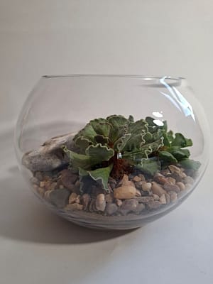 Succulent terrarium #2