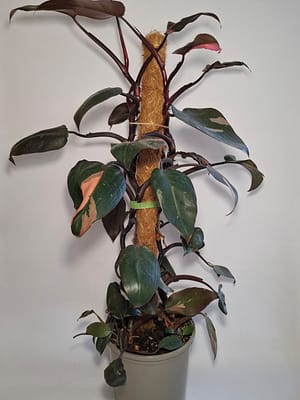 Philodendron 'Pink Princess'