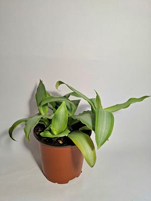 Murdannia loriformis 'Bright Star'