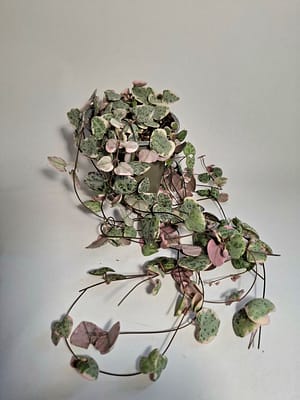 Ceropegia woodii variegata / Variegated String of Hearts