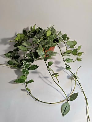 Hoya krohniana 'Eskimo' / Heart Leaved Lacunosa