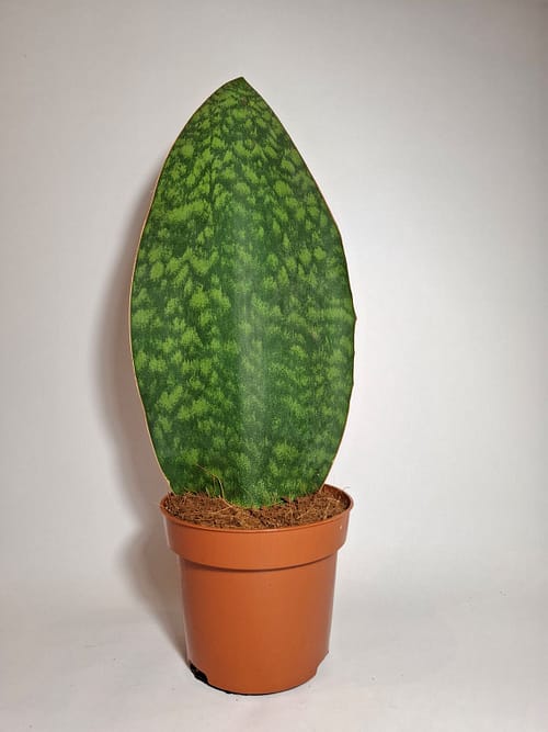 Sansevieria ‘Whalefin’ / Snake Plant