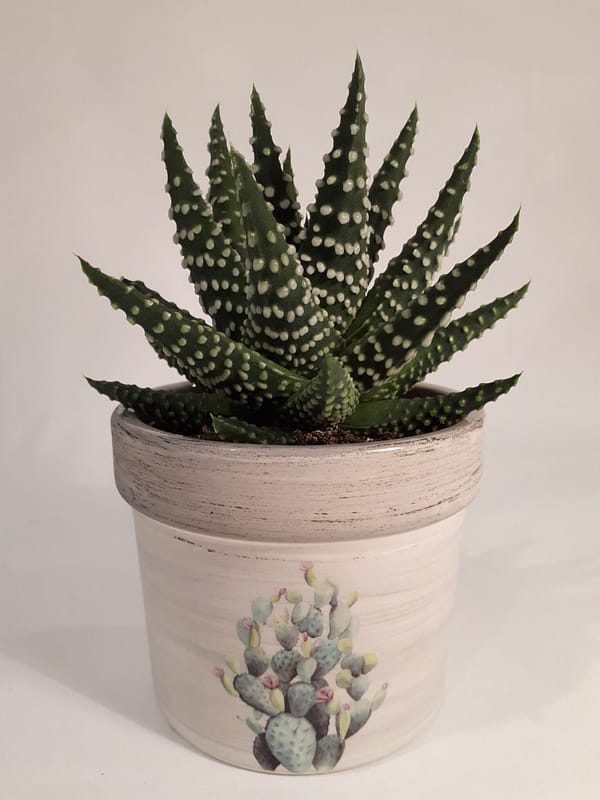 Ceramic cactus pots flower
