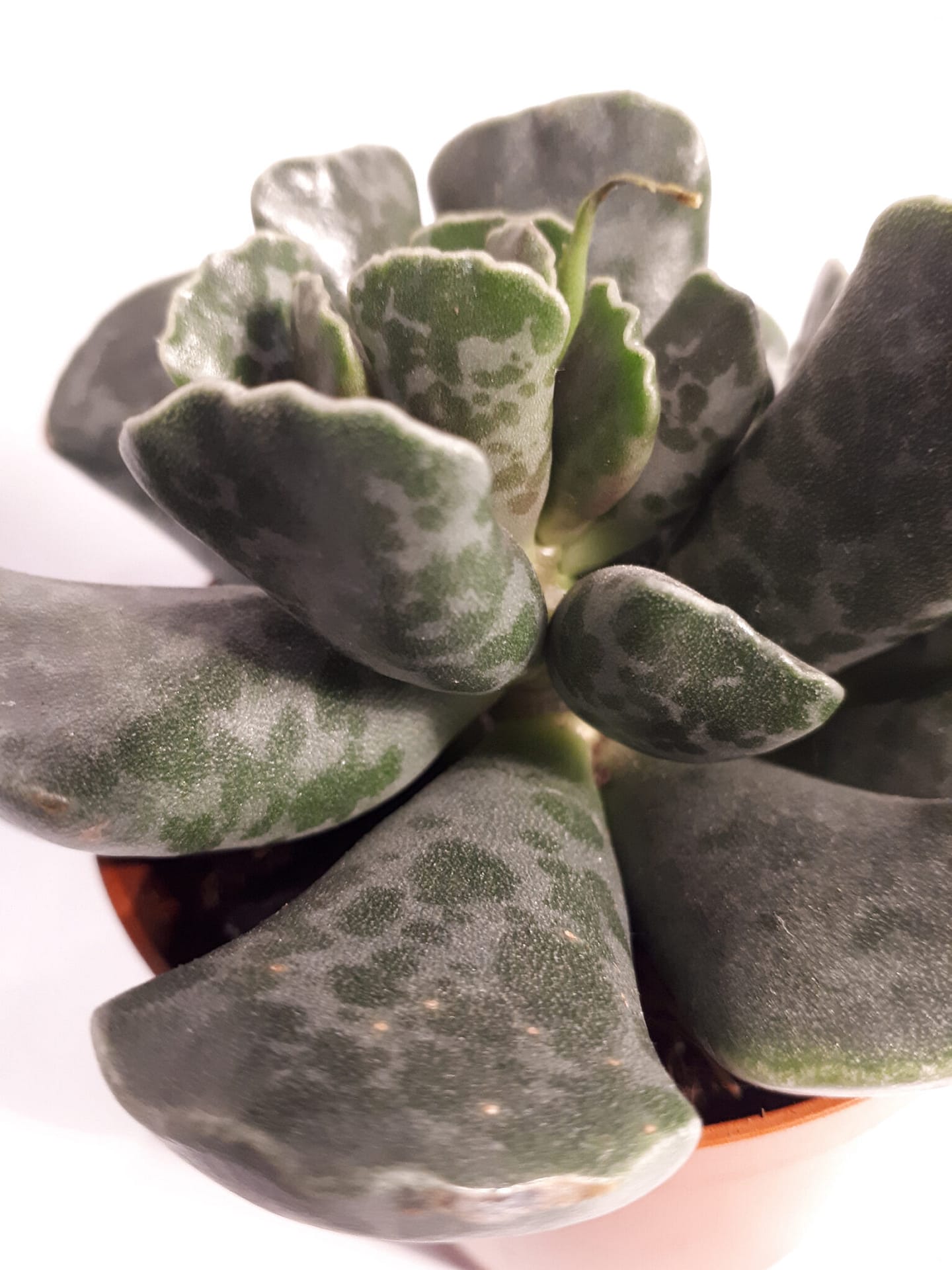 Adromischus cooperi / Plover Egg Plant Plants Etc