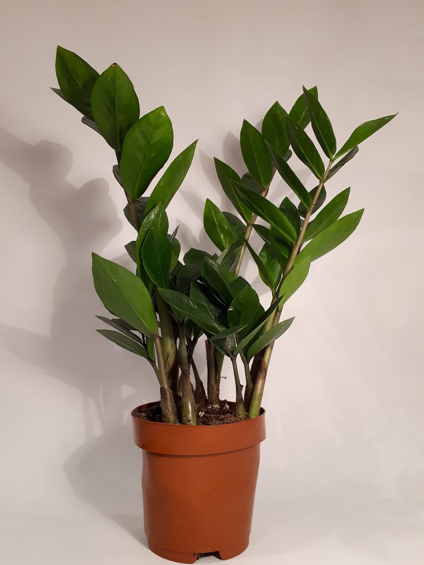 Zamioculcas zamiifolia / ZZ Plant – Plants Etc