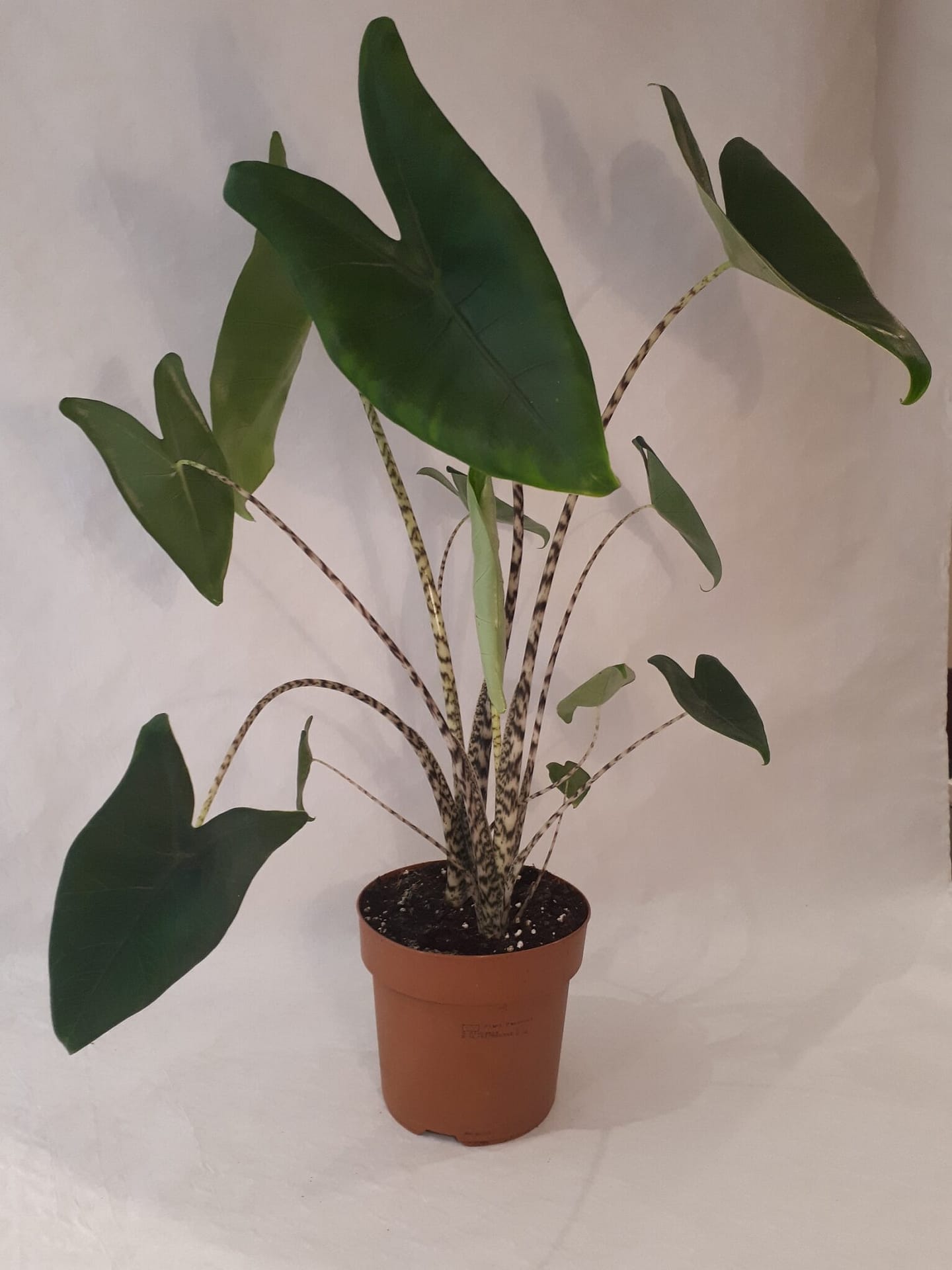 Alocasia zebrina / Elephant Ear Plants Etc