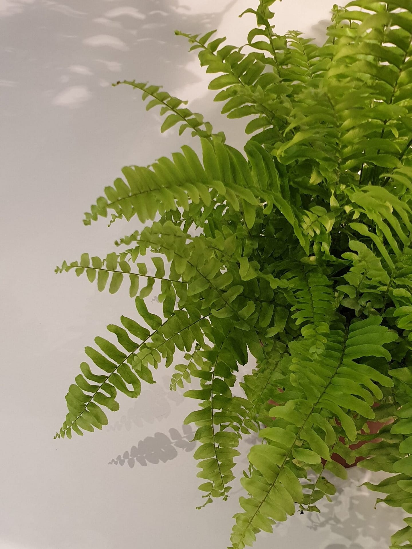 Nephrolepis bostoniensis / Boston Fern – Plants Etc