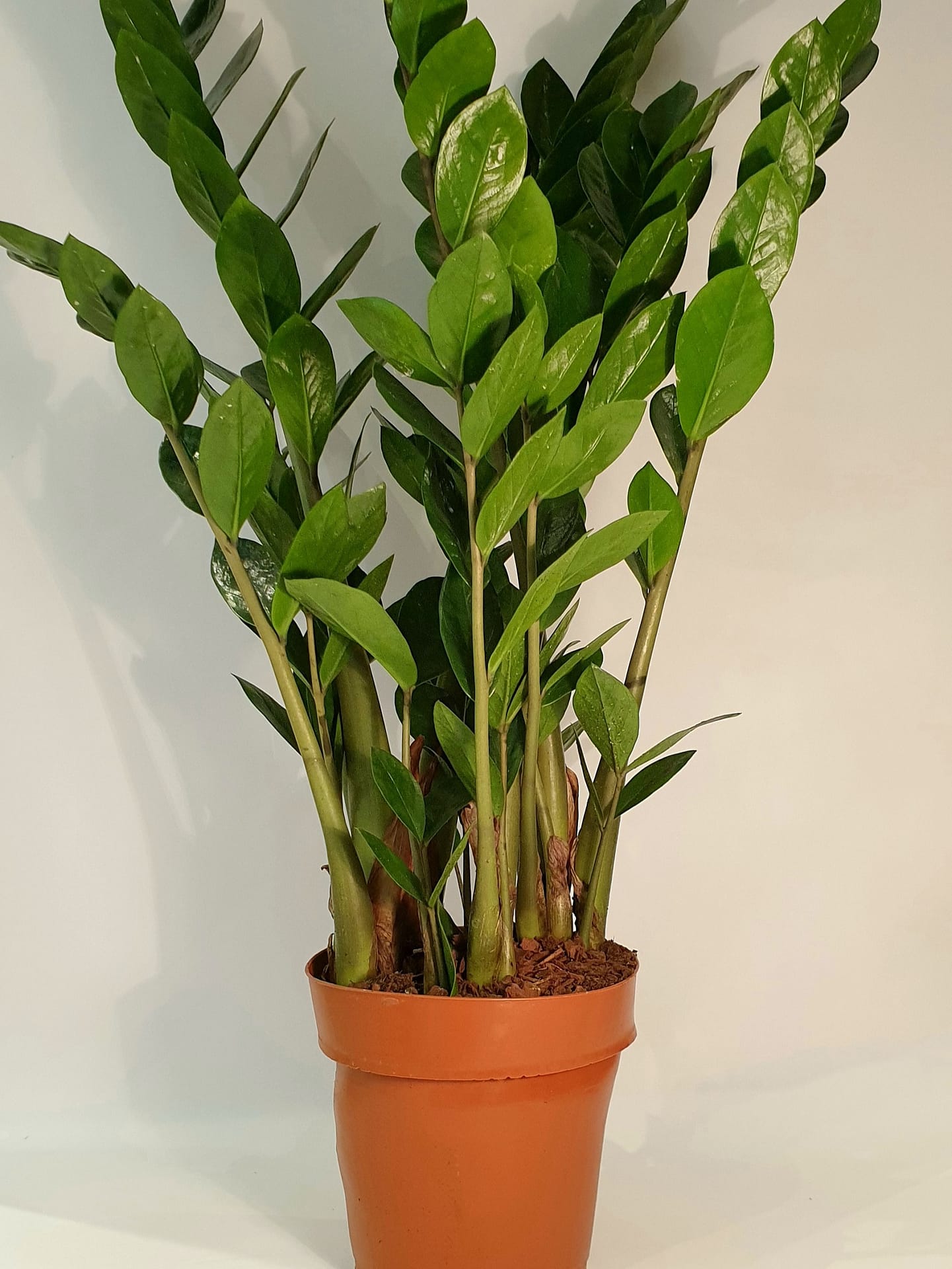 Zamioculcas zamiifolia / ZZ Plant – Plants Etc